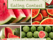 Watermelon Eating Contest 